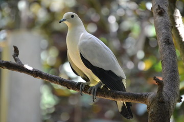 bird on branch