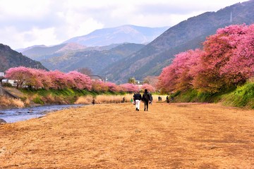 Obraz premium 河原から見渡す河津川の桜