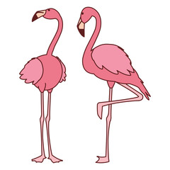 exotic pink flemish couple birds with heads up