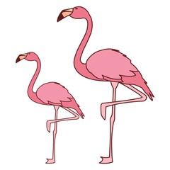 exotic pink flemish couple birds with heads up