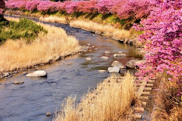 橋から見渡す河津川の桜