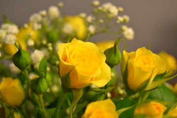 yellow rose