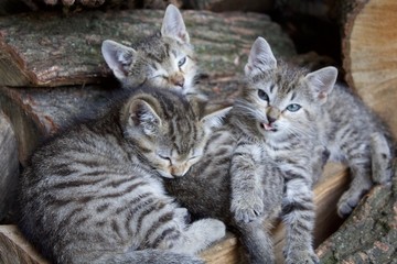 Kittens on the Woodpile