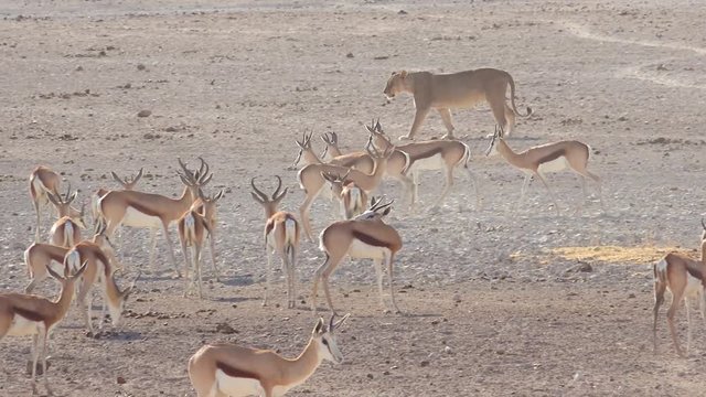 A female lion walks hunts on the savannah plain of Africa with springbok antelope all around.