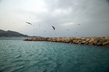 La vie des Goélands bruns sur la jetée de Marseille 1