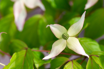 ヤマボウシの花