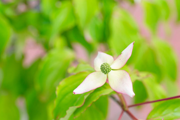 ヤマボウシの花