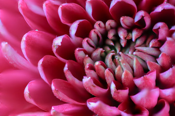 Pink chrysanthemum closeup with dew drops