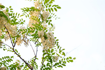 White locust tree flowers