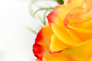 Close up of yellow and red rose with white background