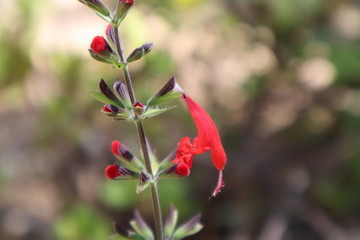 Red flower blooming in the spring.