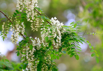 White locust tree flowers