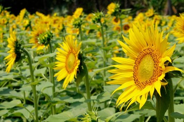field of sunflowers