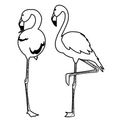 exotic flemish couple birds with heads up