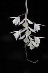 Orchid