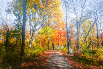 Beautiful Autumn Scenery in Park in Munich, Germany