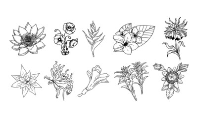 set of hand drawn floral elements for your design, leaf and flowers illustration element