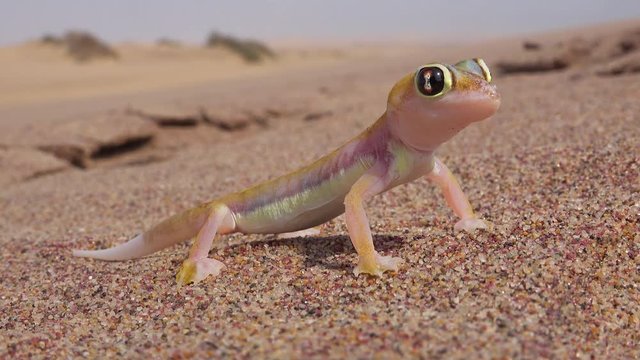 A macro close up of a cute little Namib desert gecko lizard with large reflective eyes sits in the sand in Namibia.