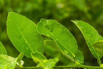 folhas de limão molhadas (Piauí, nordeste, Brasil)