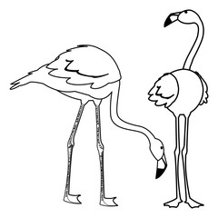 Naklejka premium exotic flemish couple birds with different poses