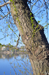 Tree trunk close up.