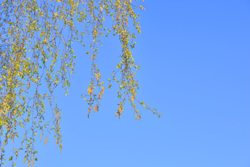 Earrings flowering birch tree.