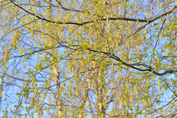 Earrings flowering birch tree.