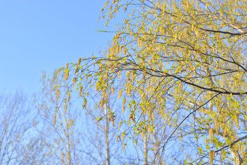 Earrings flowering birch tree.