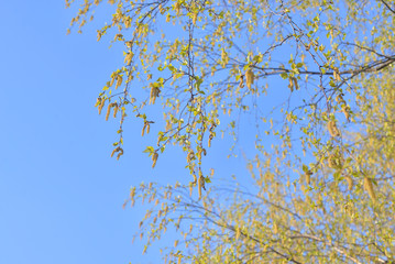 Earrings flowering birch tree.