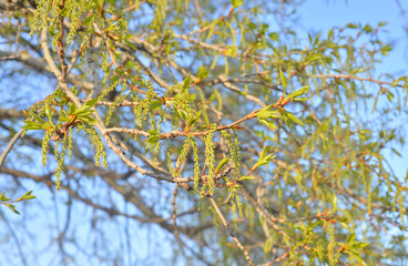 Young foliage of poplar.