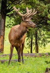 Naklejka na ściany i meble Profile of Elk Face with Soft Antlers
