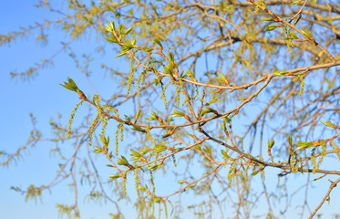 Young foliage of poplar.