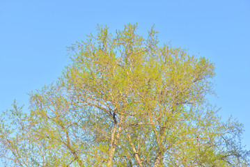 Young foliage of poplar.