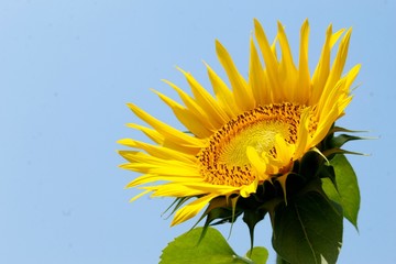 sunflower on background of blue sky