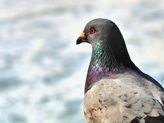 a wild pigeon in close-up, the neck shimmers in all colors, the plumage shiny