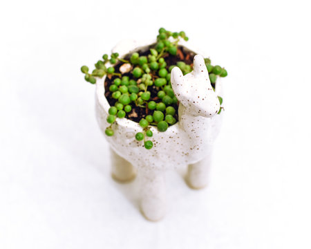 Alpaca Planter With String Of Pearls