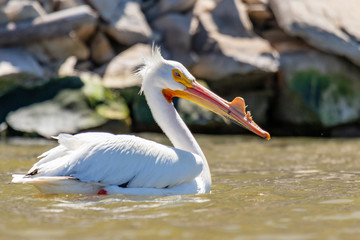 Pelican swimming in lake with rock background