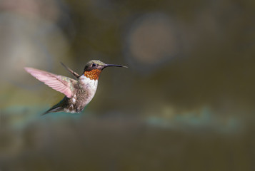 Ruby Throat hummingbird in flight © Danny