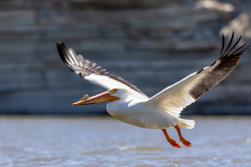 Fototapeta na wymiar White Pelican flying above water