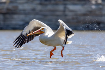 Fototapeta na wymiar White Pelican flying above water
