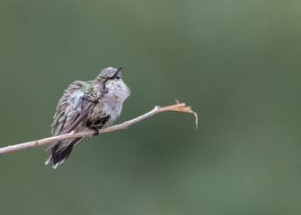Ruby Throat hummingbird juvenile