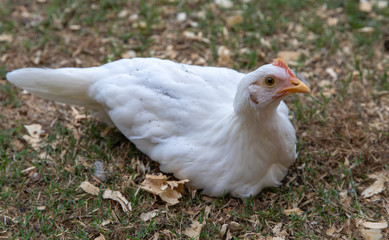 Young white pet chicken sitting on ground