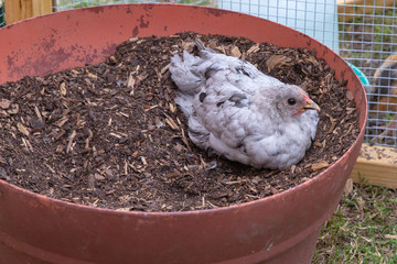 Young spotted chicken resting in dirt