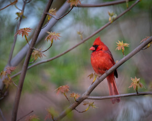 Red  male cardinal sitting on a branch
