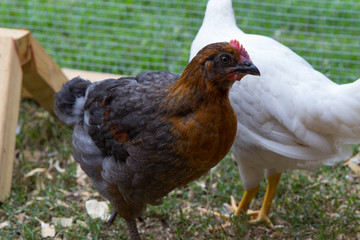 Pet chicken in backyard chicken coop