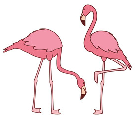 exotic pink flemish couple birds with different poses