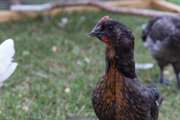 Close-up of Alert pet chicken in backyard
