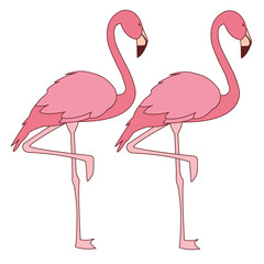 exotic pink flemish couple birds with heads up