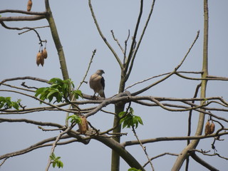 Cooper's Hawk on silk cotton tree