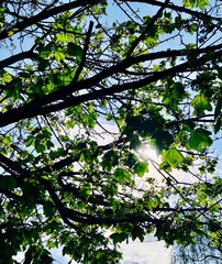 Young maple leaves growing with sun coming through